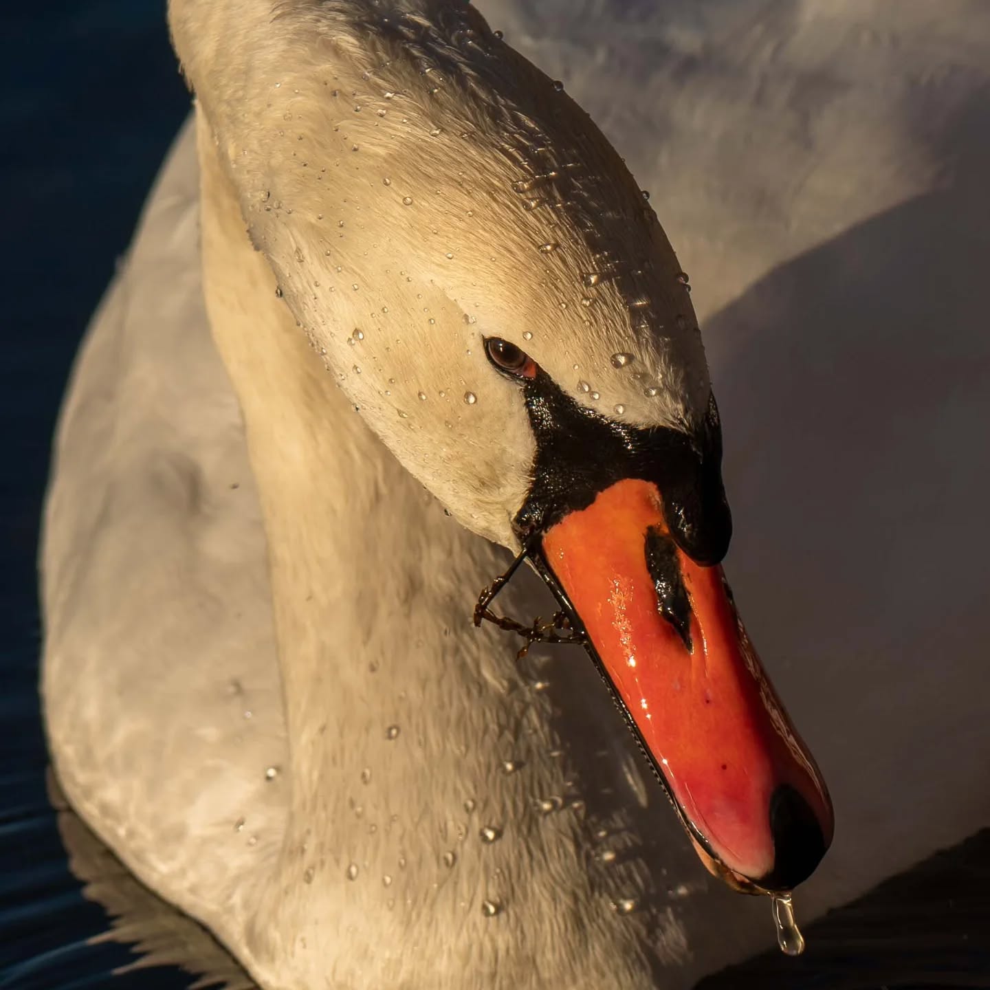 A beautiful swan 🦢