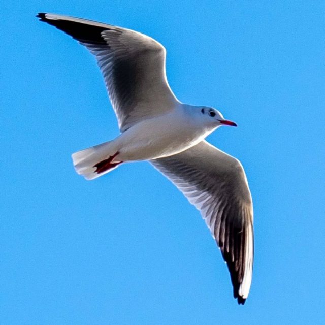Flying seagull.