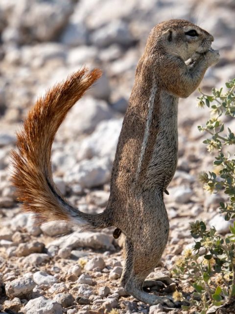 Cape ground squirrel (Xerus inauris) standing on its hind legs to eat.
#wildlifephotography