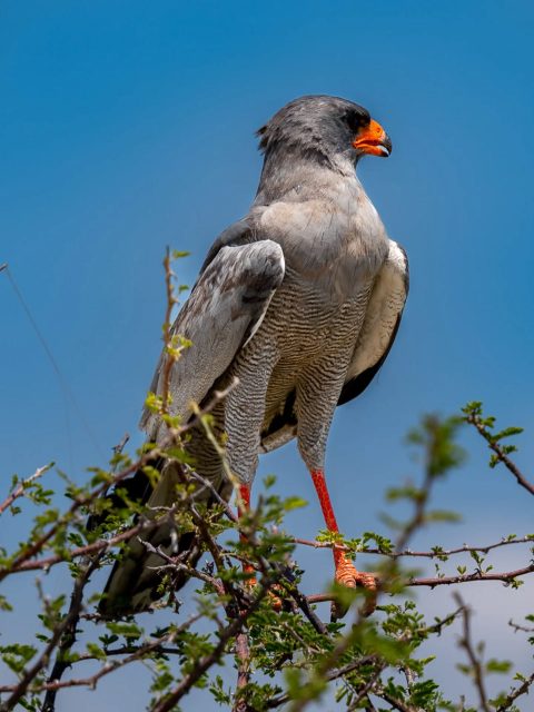 Pale chanting goshawk. Namibia Etosha National Park.