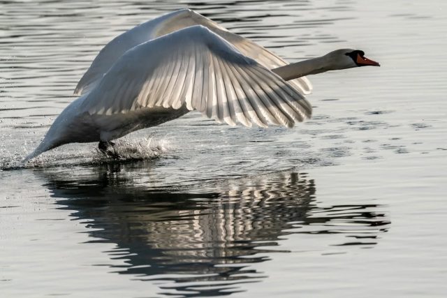 A swan taking off. 
#wildlifephotography