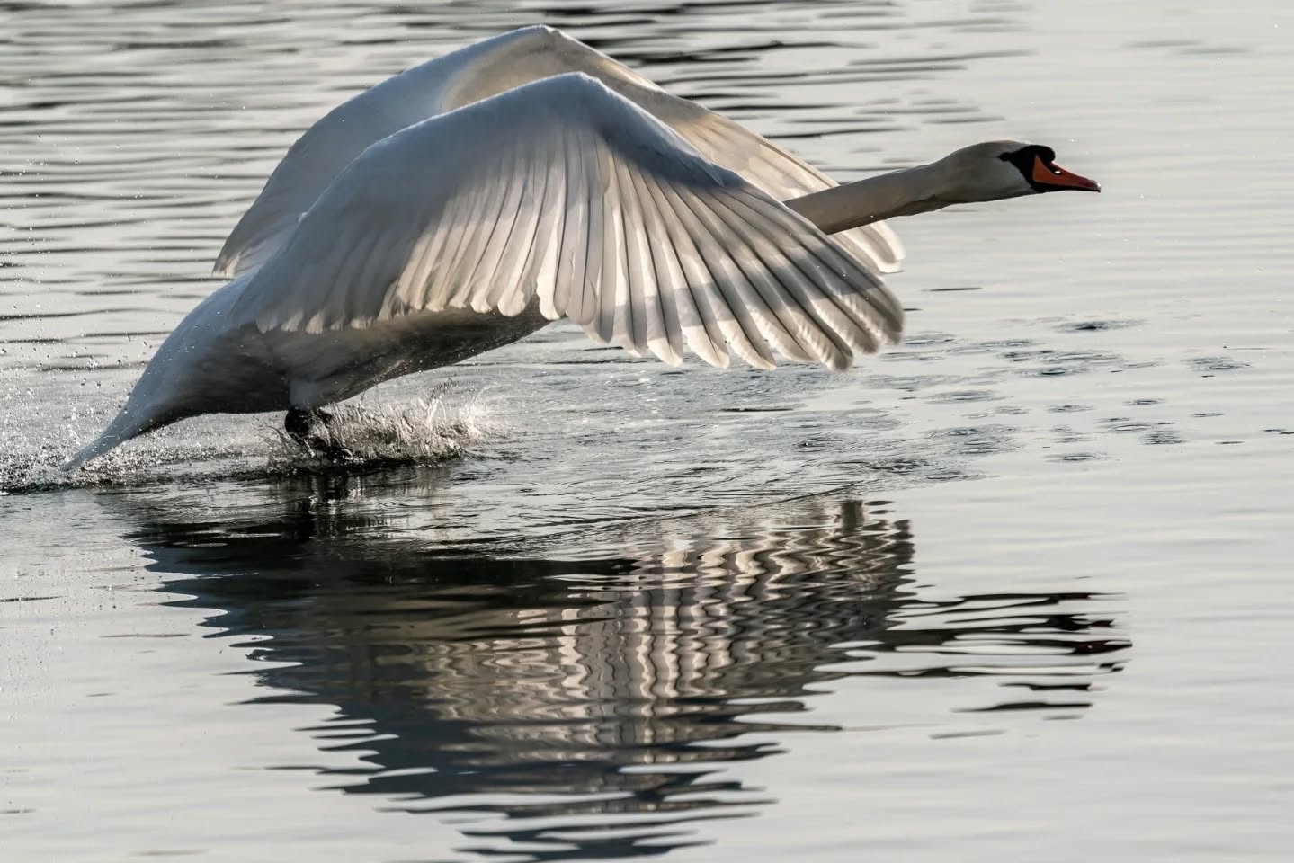 A swan taking off. 
#wildlifephotography