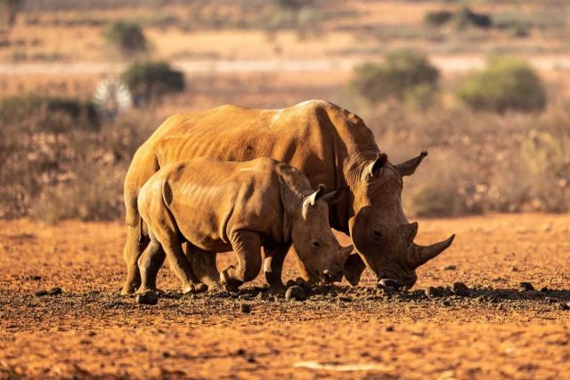 A white rhino with her calf. 
#wildlifephotography