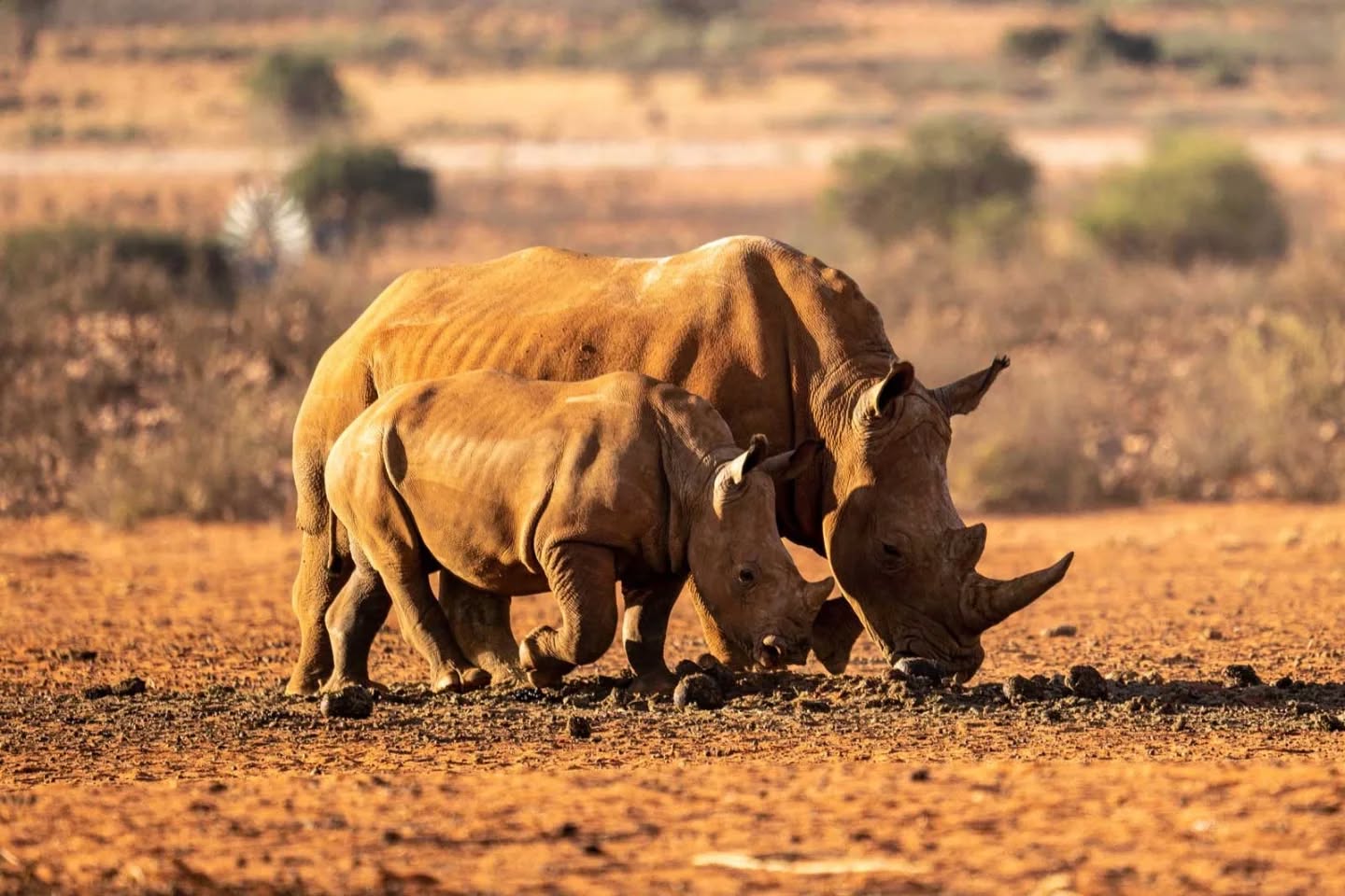 A white rhino with her calf. 
#wildlifephotography