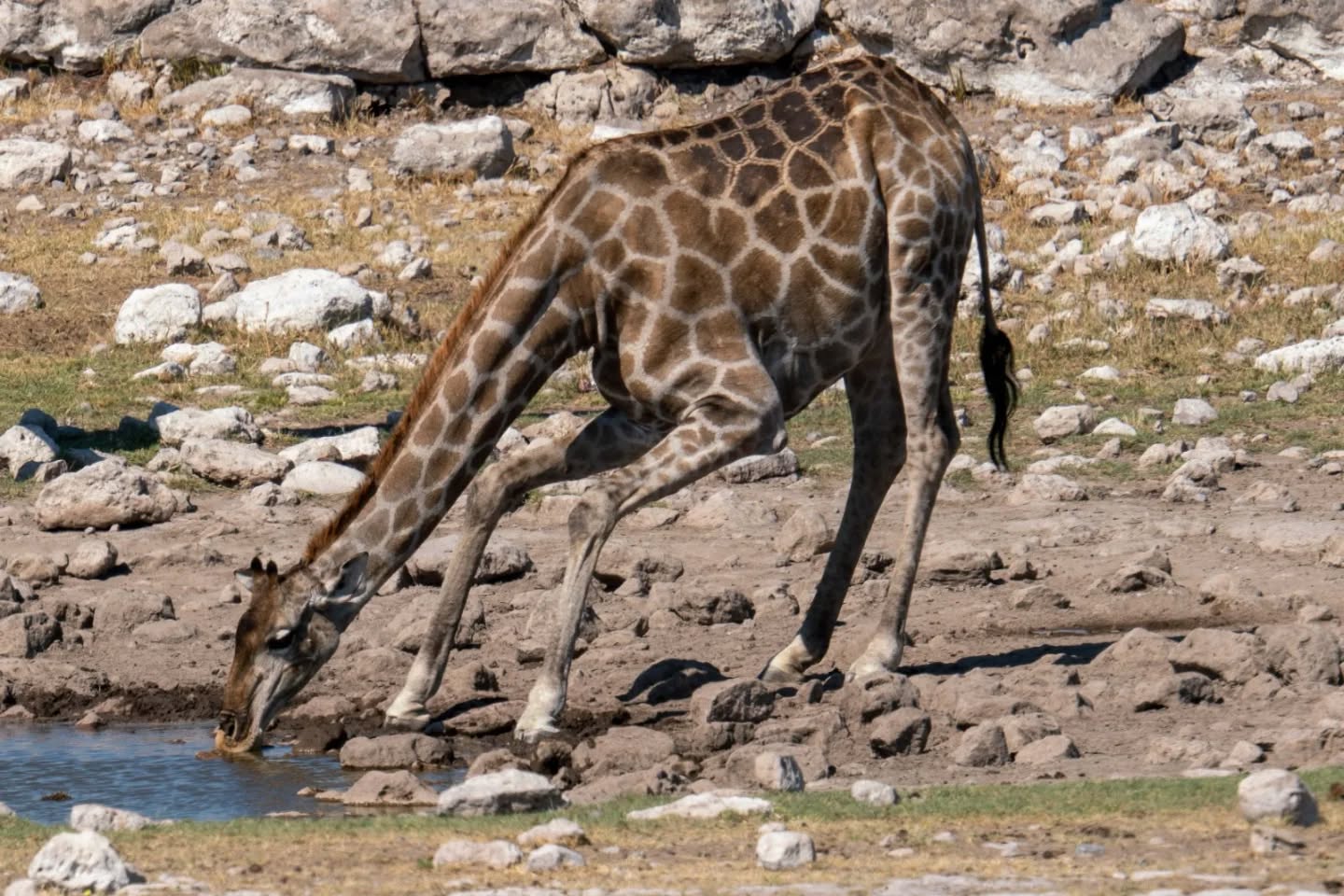 A drinking giraffe 🦒 in Namibia etosha national park.
#wildlifephotography #wildlifewednesday