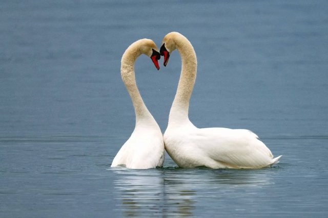 I finally made the shot of 2 swans building a heart after mating. 💙💙💙