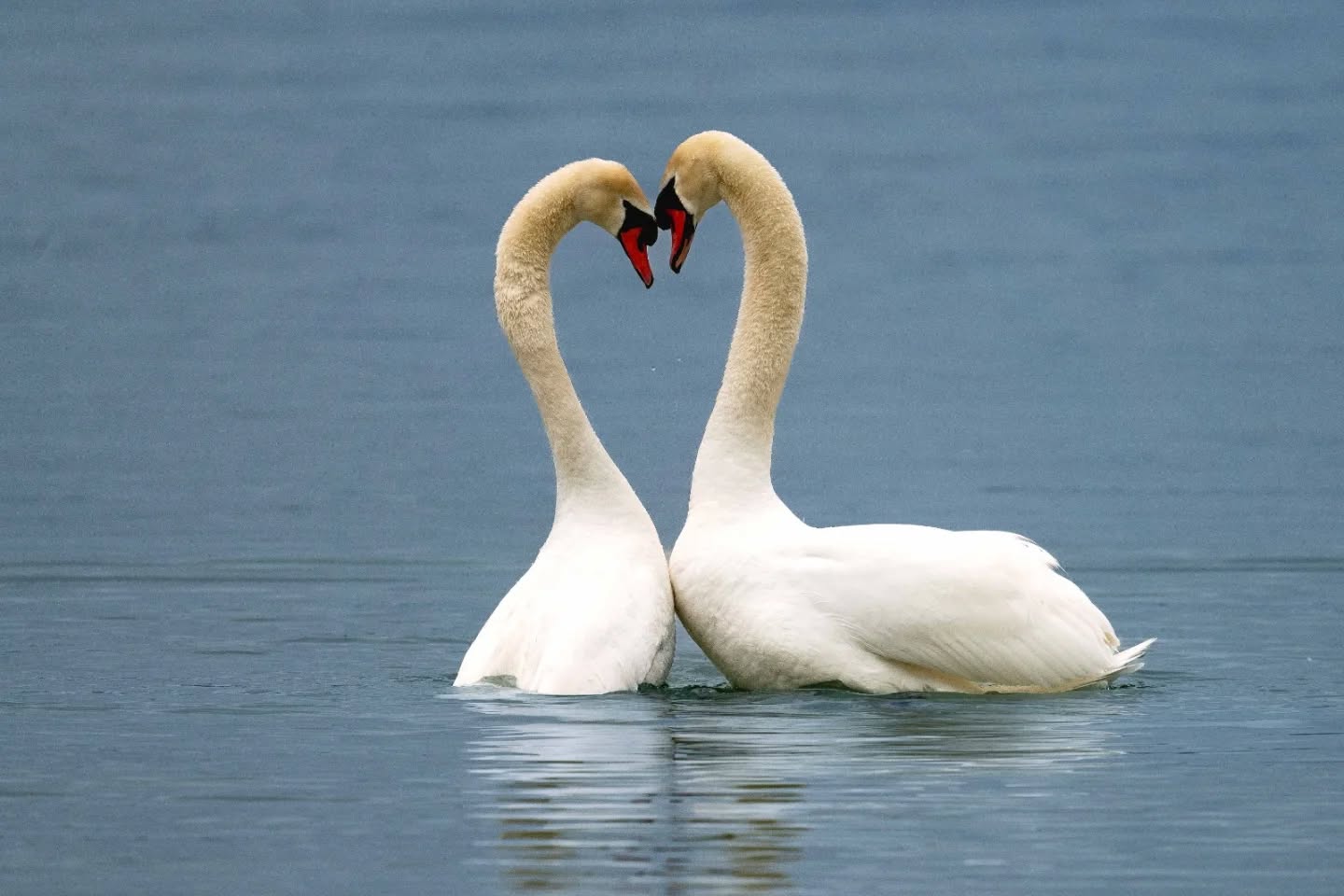 I finally made the shot of 2 swans building a heart after mating. 💙💙💙