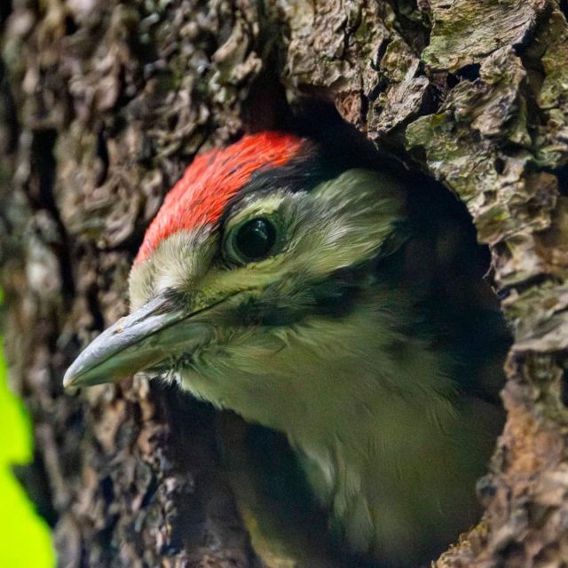 Woodpecker it's probably a middle spotted woodpecker (Dendrocoptes medius). The picture was taken in south Germany.