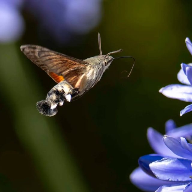 This creature is a Hummingbird hawk-moth (Macroglossum stellatarum), a day-flying moth that hovers to feed on nectar. Its wingspan typically ranges from 36 to 50 mm. It is known for its remarkable hovering precision, often mistaken for a hummingbird. They are active during the day, particularly in summer, and are crucial pollinators.
