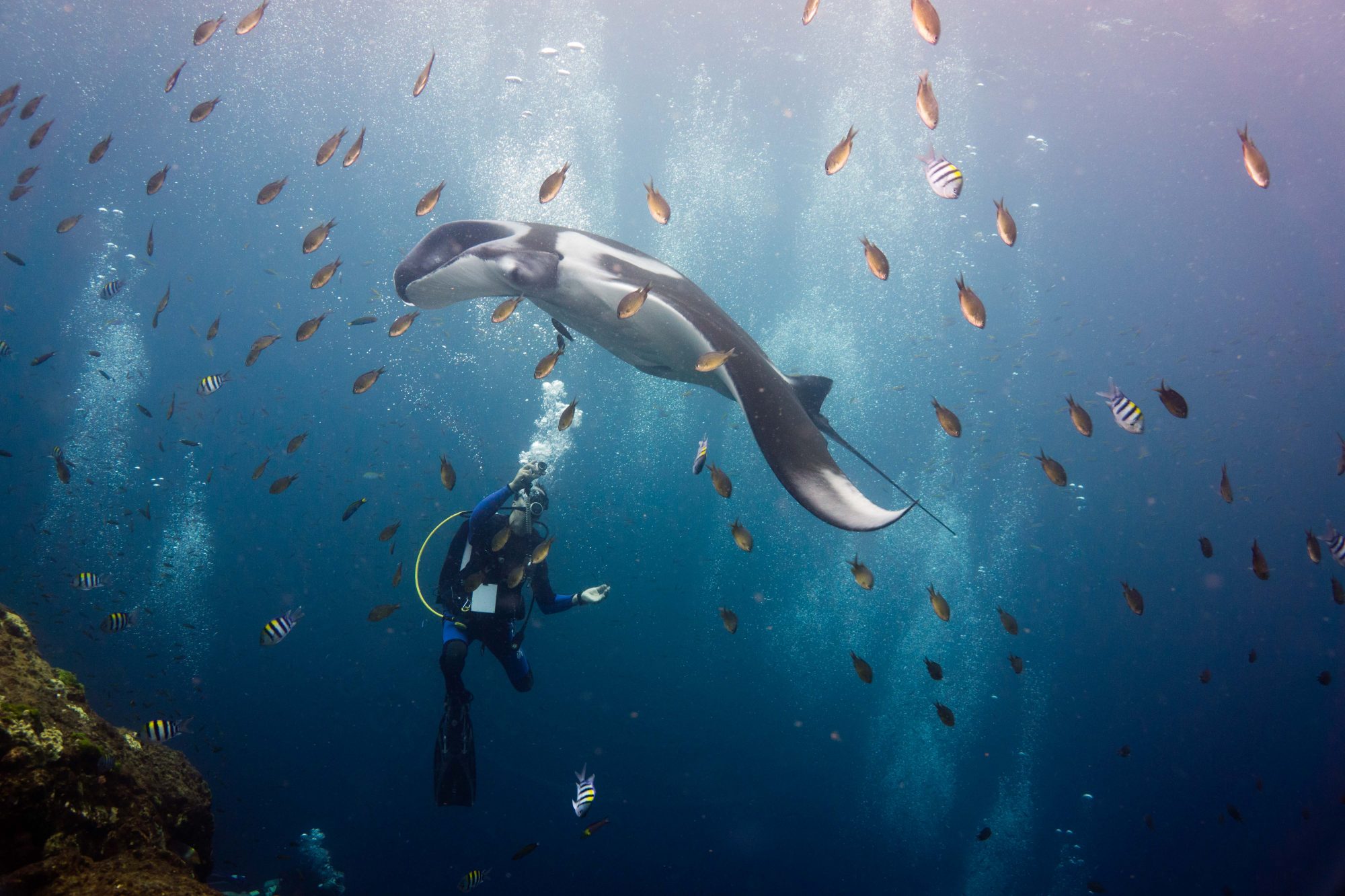 Manta Ray Award winning Picture