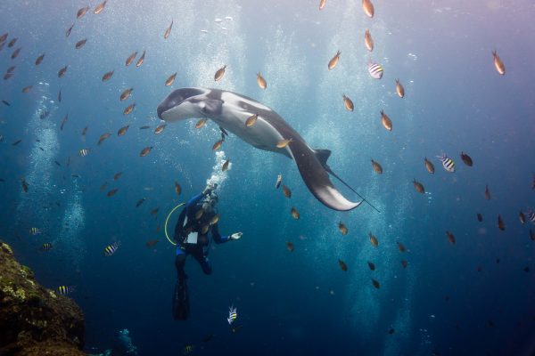 Manta Ray Award winning Picture