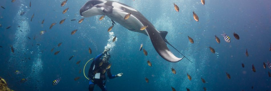 Manta Ray Award winning Picture