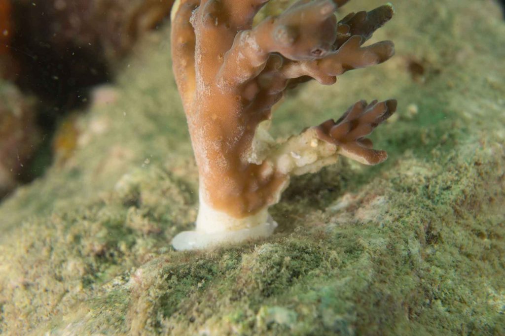 Coral Propagation Korallenaufforstung
