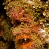 Bloody Frogfish Portrait
