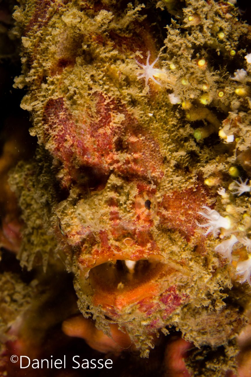 Bloody Frogfish Portrait Antennarius commerson