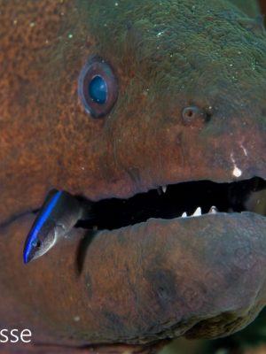 Giant Moray and Cleaner Wrasse