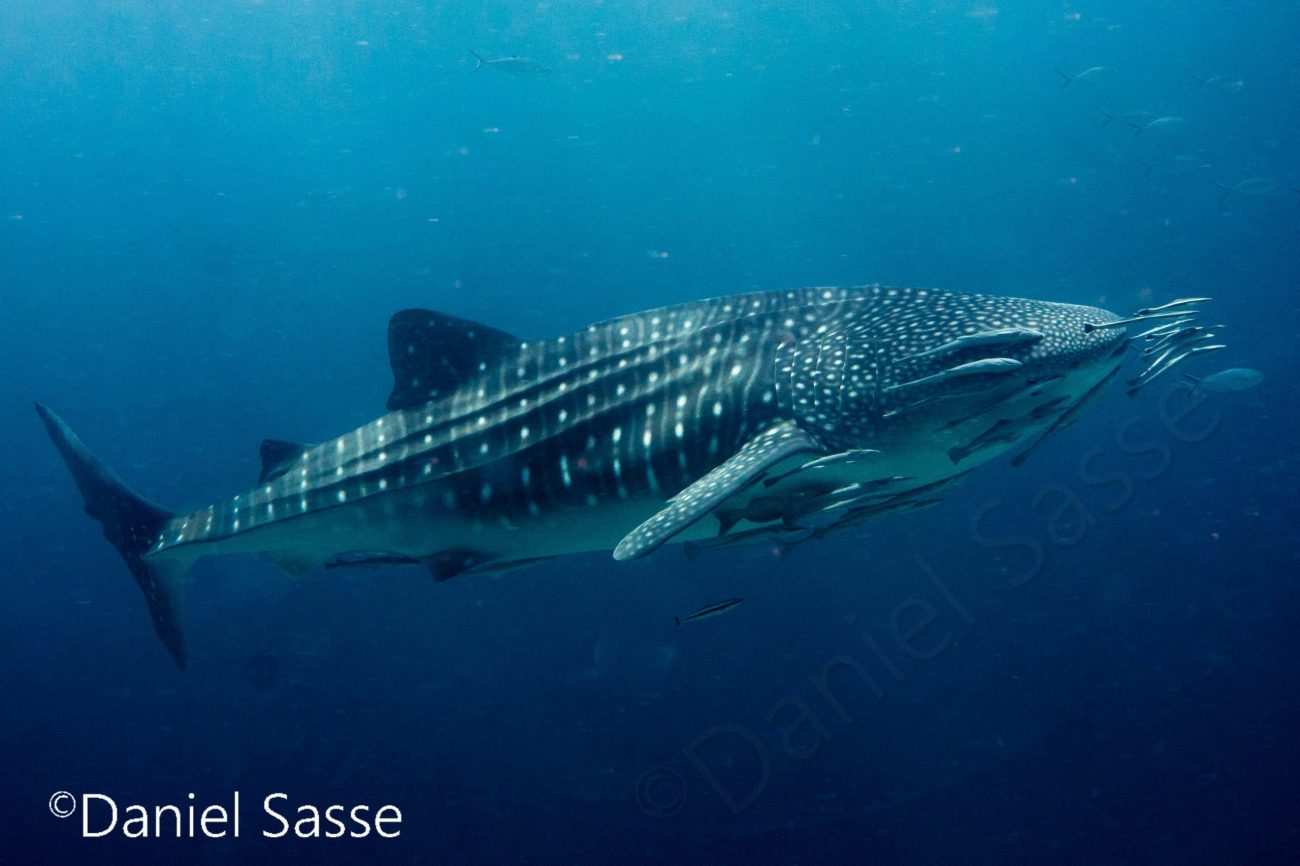Whale shark Barracuda