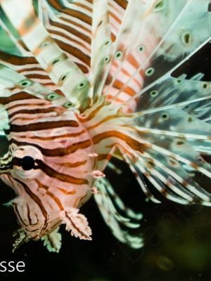 Red Lionfish Juvenile