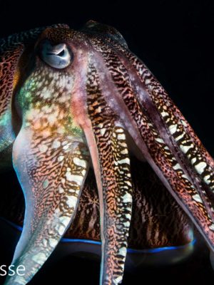 Pharao Cuttlefish 2