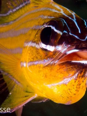 Yellow Striped Cardinalfish