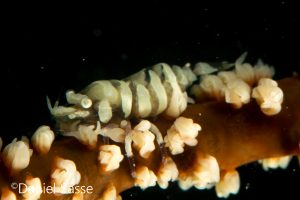 Anker’s Whip Coral Shrimp Ankers Peitschenkorallen Garnele
