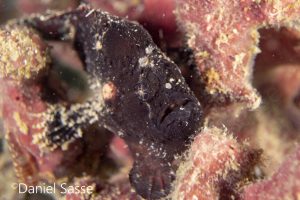Black Frogfish Bloody Frogfish