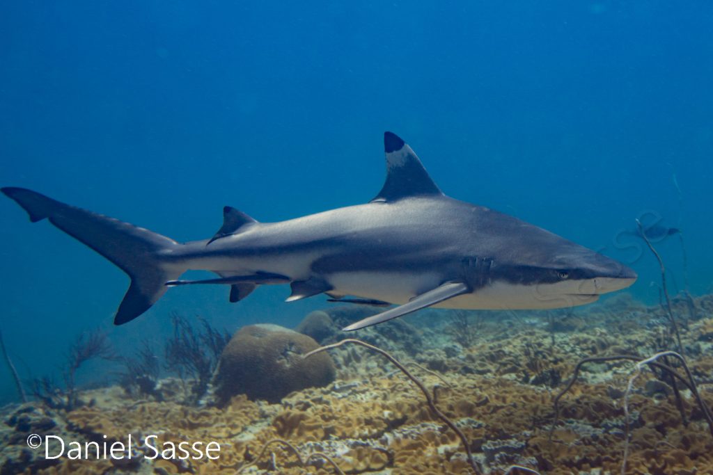 Blacktip Reef Shark Schwarzspitzen-Riffhai