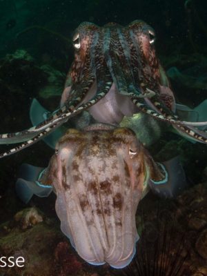 Pharao Cuttlefish