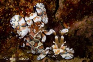 Harlequin Shrimp Fangschreckenkrebs