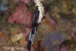 Black Whip Coral Cowrie Schwarze Sonne Koralle