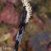 Black Whip Coral Cowrie