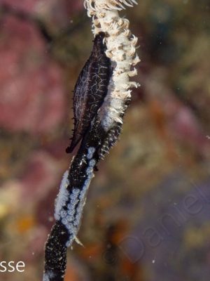 Black Whip Coral Cowrie