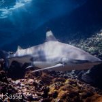 Blacktip Reef Shark Shallow Reef