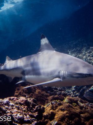 NFT Blacktip Reef Shark Shallow Reef