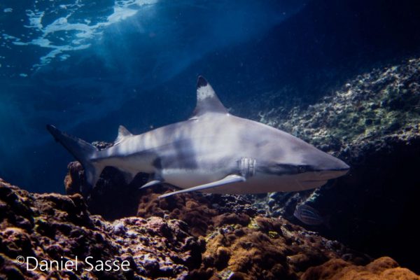 NFT Blacktip Reef Shark Shallow Reef