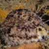 Cave Cowrie
