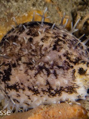 Cave Cowrie