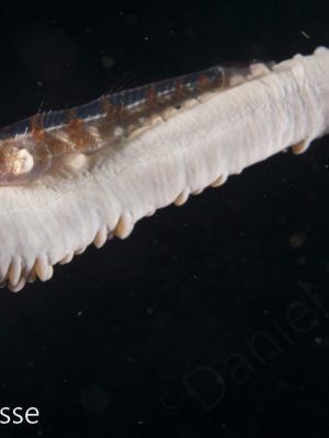 Whip Coral Goby Parasite