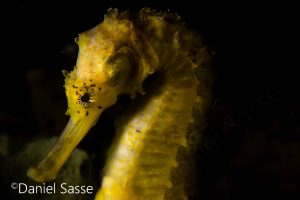 Pregnant Tigertail Seahorse Side Portrait