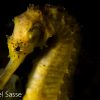 Tigertail Seahorse Side Portrait