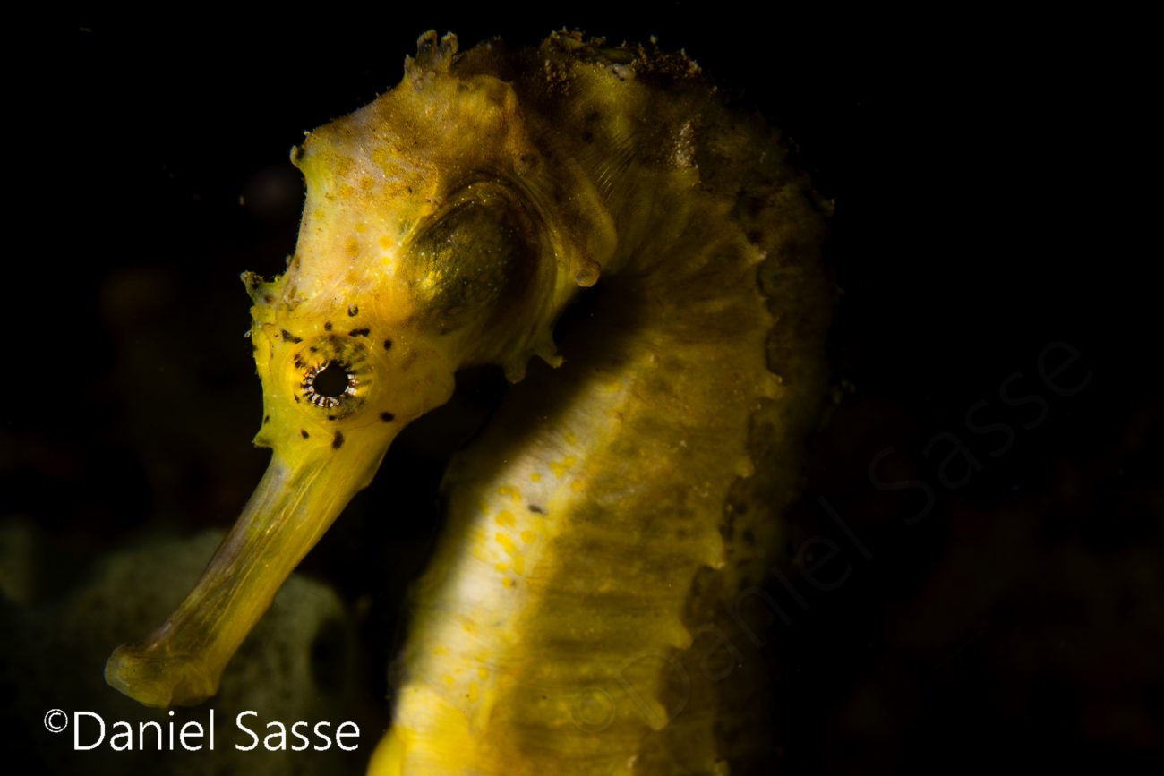 Tigertail Seahorse Side Portrait