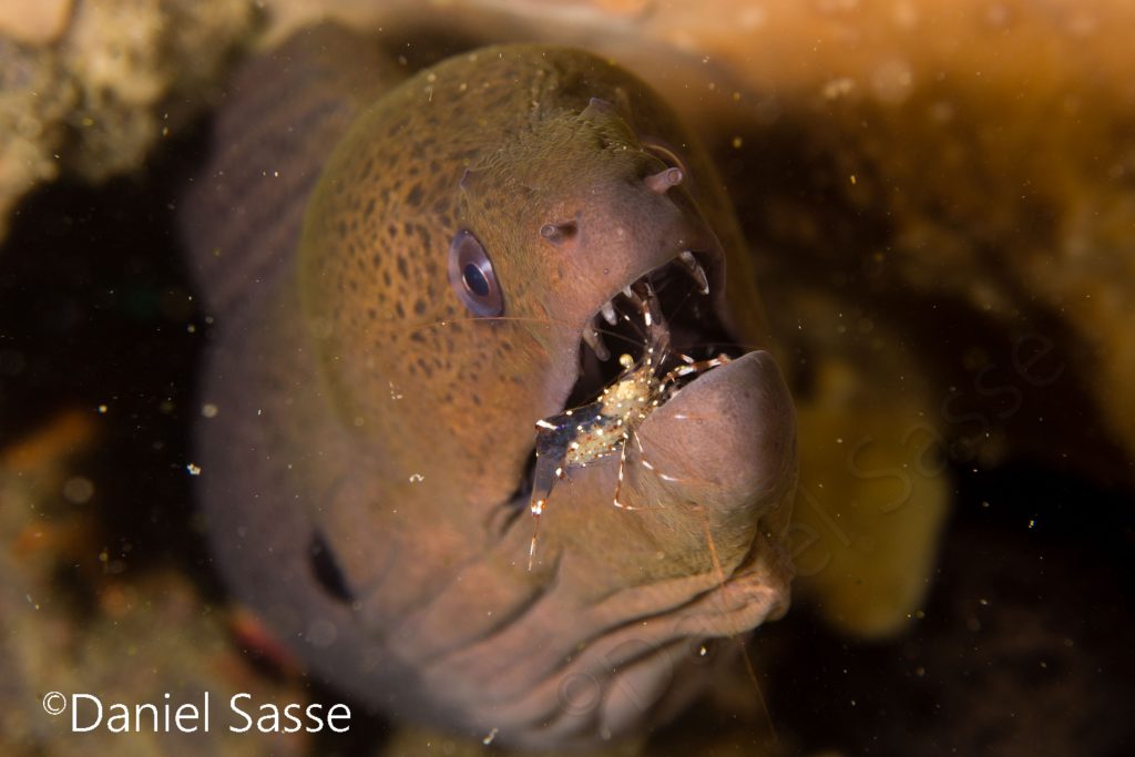 Pregnant Cleaner Shrimp inside Giant Moray eel