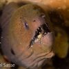Pregnant Cleaner Shrimp inside Giant Moray