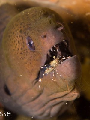 Pregnant Cleaner Shrimp inside Giant Moray