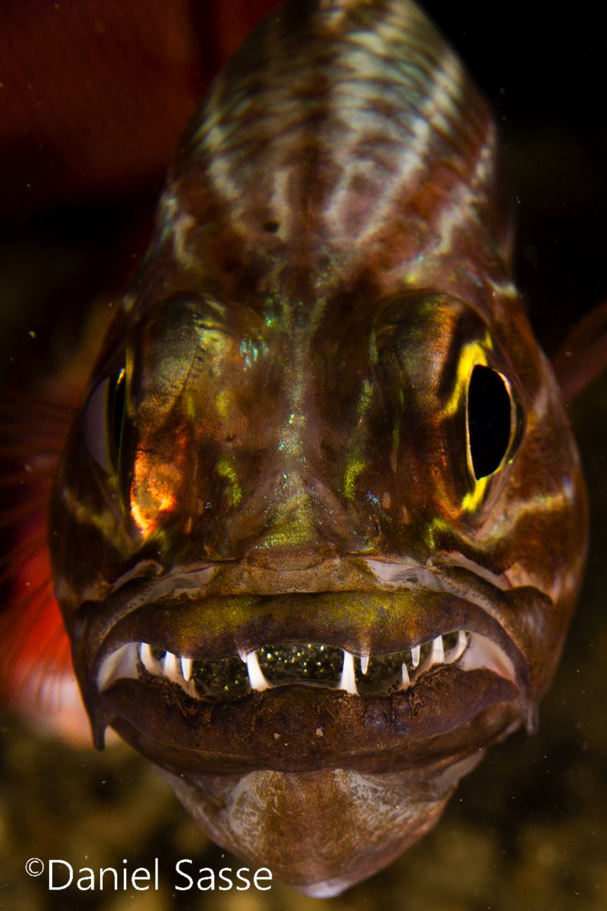 Tiger Cardinalfish Gelb Gestreifter Kardinalbarsch