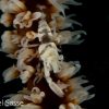 Picture of a Anker’s Whip Coral Shrimp