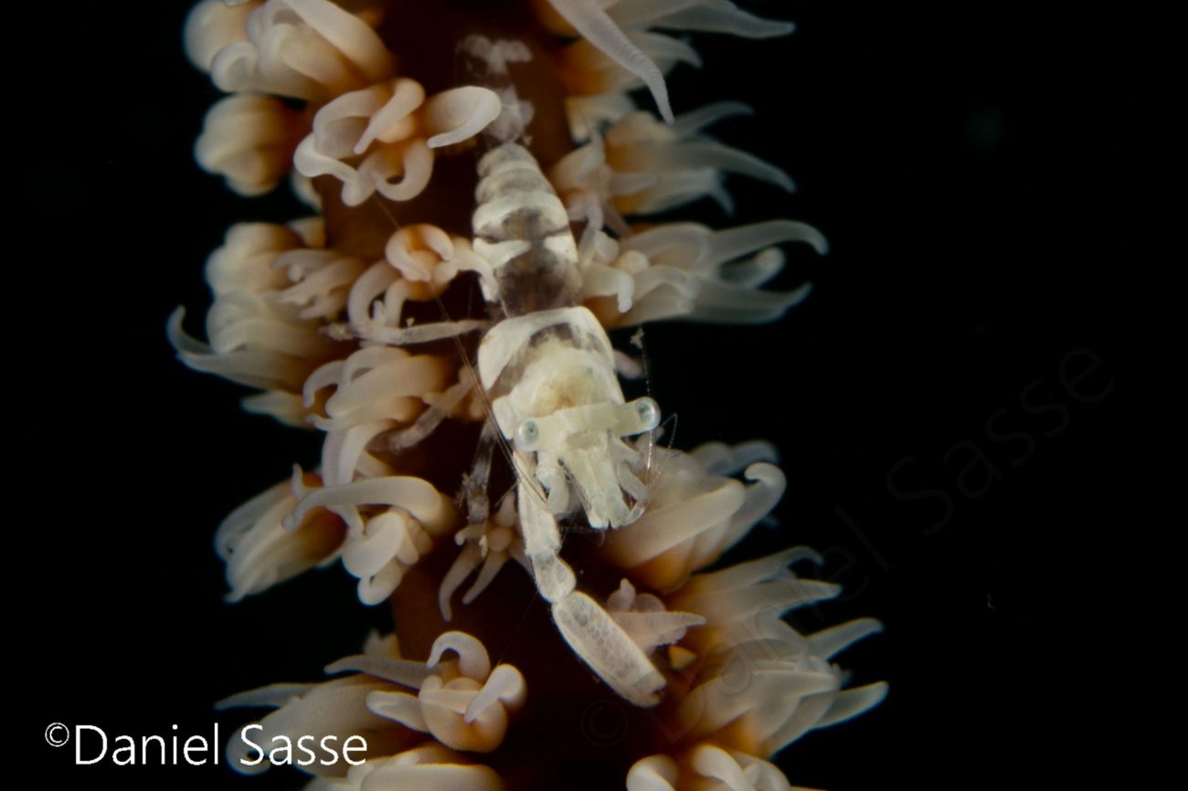 Picture of a Anker’s Whip Coral Shrimp