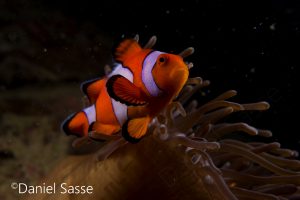 Nemo Ocellaris Clownfish Halsband-Anemonenfisch
