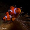 Nemo Ocellaris Clownfish