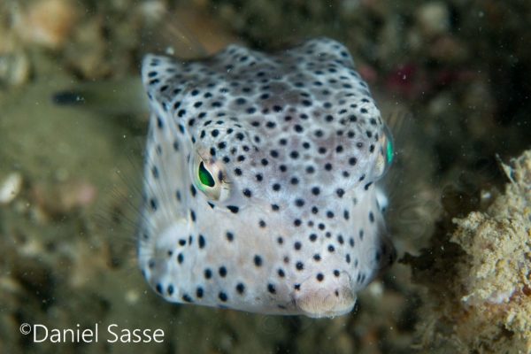 Shortnose Boxfish